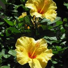 200 piezas de semillas de hibisco perenne, paquetes de semillas de flores grandes - 200 - Ver 4