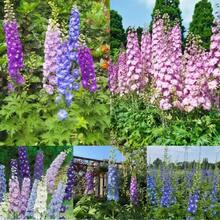Semillas de Delphinium Ajacis de colores variados, paquete de más de 220 semillas de flores para plantar en el jardín, sin OMG. - #2 - Ver 6