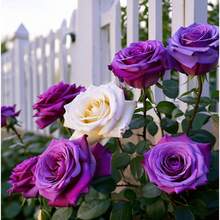 135 Semillas de Rosas Trepadoras Multicolores, Ideales para Decoración de Jardines, Plantas de Exterior, Frutas y Verduras, Regalo Natural para Amantes de las Plantas - 135 - Ver 3