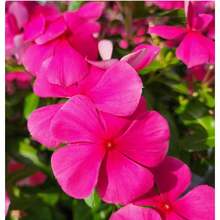 127 Semillas de Flores Violetas para Plantar - Variedades Tradicionales Sin OMG - 127 - Ver 3