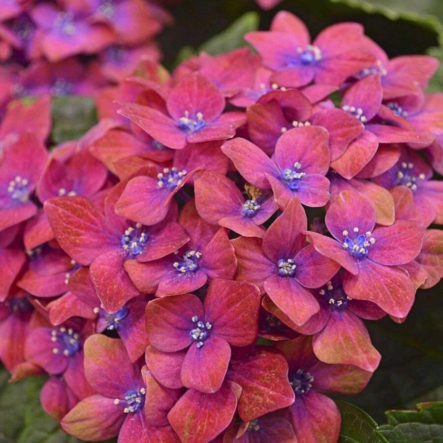 5 Pink Blue Hydrangea Seeds Perennial Hardy Flower Seed Flowers - SEED - View 1