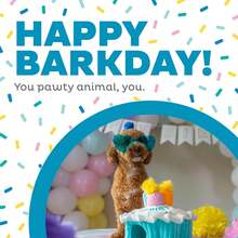 Outward Hound Hide-A-Birthday-Cake Dog Toy U2013 Interactive 2u2011inu20111 Plush Puzzle With 3 Squeaky Removable Candles - MàuC - Xem 1
