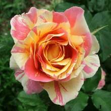 Semillas de rosa trepadora romántica, semillas de plantas de flores perennes, flores variadas polinizadas para producir impresionantes racimos de flores, adecuadas para entusiastas de la jardinería, regalos y obsequios de la naturaleza. - 100 piezas - Ver 2