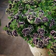 Seleccionadas a mano y dignas de tener: 250 semillas de petunia para plantar - Semillas de petunia doble 'Black Velvet Wave', atraen polinizadores al jardín de casa, para exteriores e interiores, ideales como flores cortadas, perennes. - 250 - Ver 2