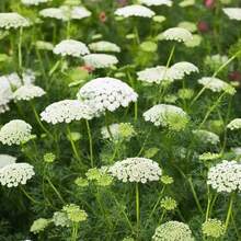 110 semillas de encaje de la reina Ana para plantar, Ammi majus, flores blancas de jardín - 110 unidades/Semillas mixtas - Ver 3