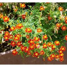186 semillas de lirio, utilizadas para plantar flores de lirio en el jardín, fáciles de cultivar al aire libre, suministros de jardinería para el hogar. - 186 - Ver 1