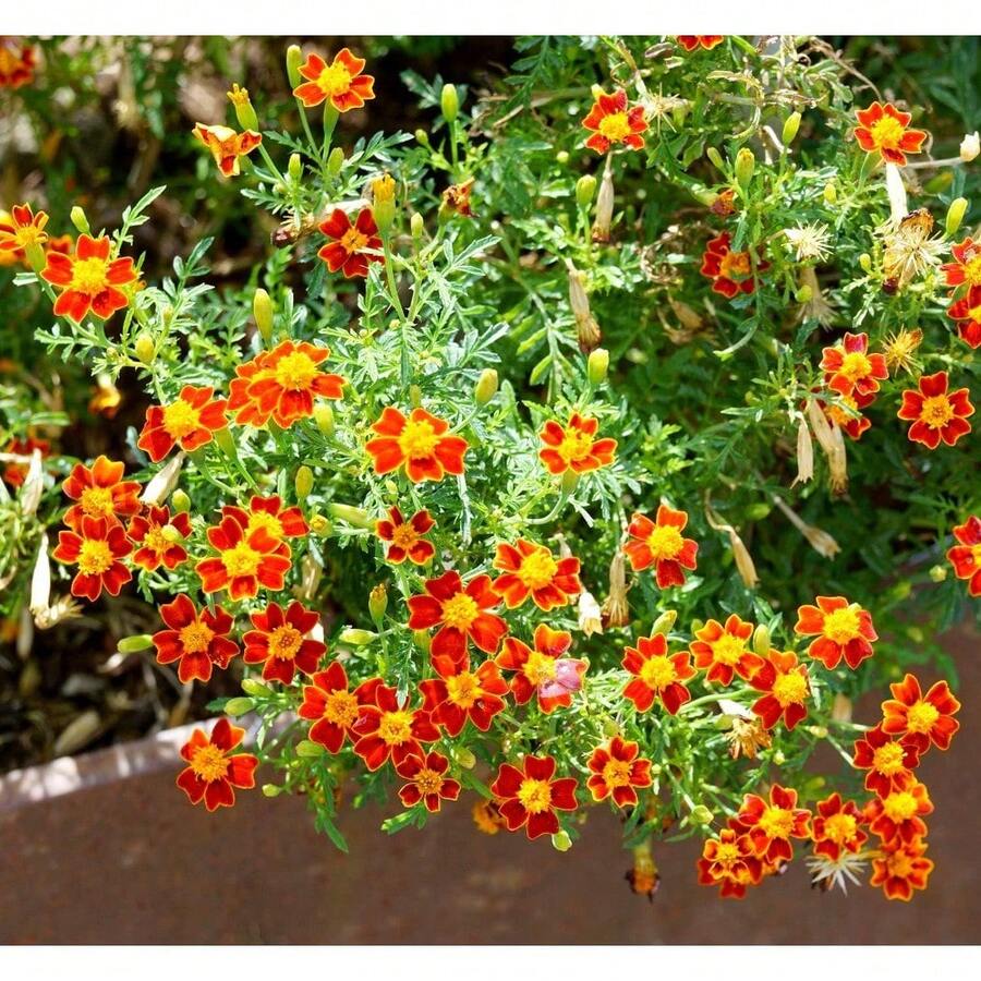 186 semillas de lirio, utilizadas para plantar flores de lirio en el jardín, fáciles de cultivar al aire libre, suministros de jardinería para el hogar. - 186 - Ver 1