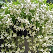 Semillas de jazmín, semillas de flores blancas para jardín familiar, semillas de flores perennes para exteriores, semillas de cobertura de suelo perennes, semillas de césped trepador, plantas de interior para exteriores, semillas de flores para plantar, semillas de hierbas medicinales, semillas de vegetales, semillas de frutas, semillas para horticultura de jardín. - 50 piezas/semillas - Ver 4