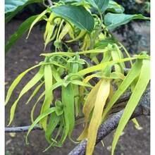 200 semillas de ylang ylang - ylang ylang (Cananga odorata) - 200 piezas - Ver 3
