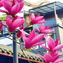 Plantas y Flores: Árbol de Magnolia Rosa y Morado, Mezcla Fragante Magnol Liliiflora - 69 unidades/semillas - Ver 1