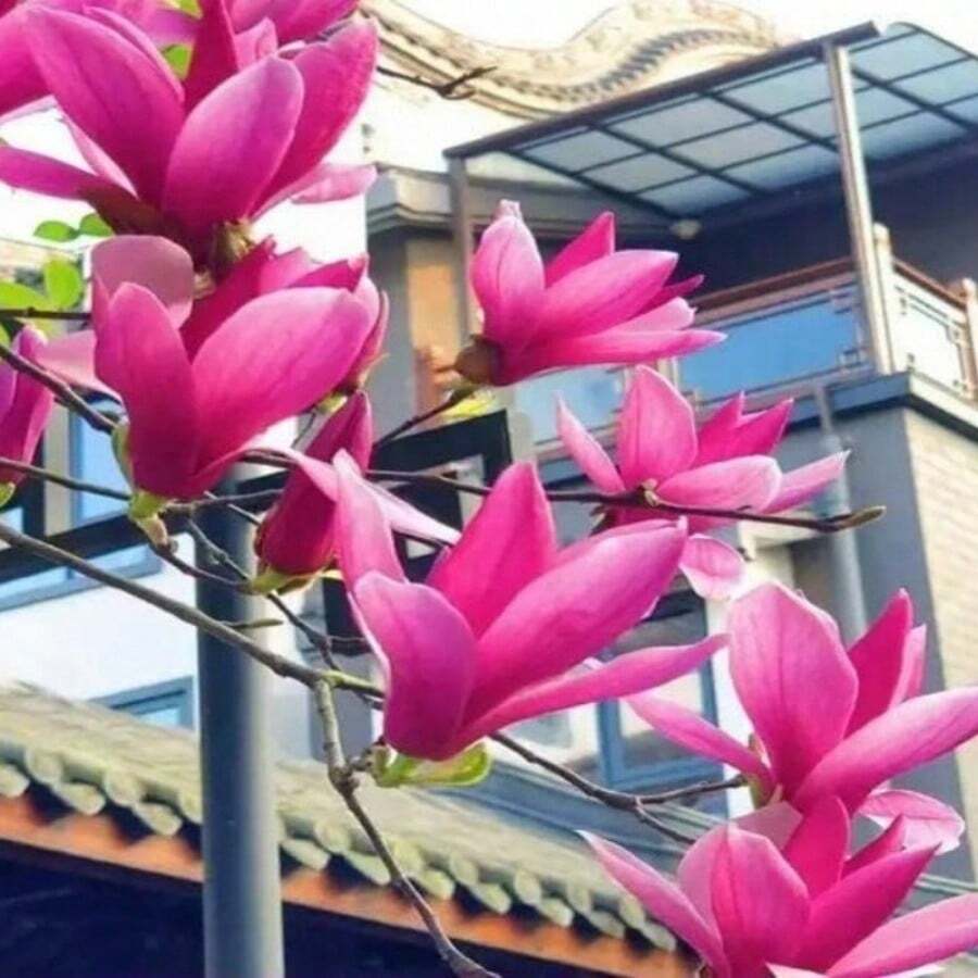 Plantas y Flores: Árbol de Magnolia Rosa y Morado, Mezcla Fragante Magnol Liliiflora - 69 unidades/semillas - Ver 1