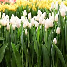 285 piezas de bulbos de tulipán de la Antártida, cultivo perenne en suelo, flores hidropónicas, bulbos de tulipán, semillas de flores para plantar en jardines interiores y exteriores. - 285 - Ver 5