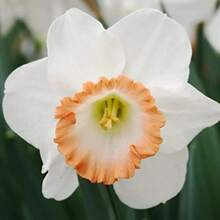 Outdoor Decor - 110Pcs/Seeds - View 3