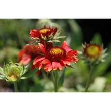 Outdoor Decor - 200 Seeds - View 4