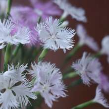 Outdoor Decor - 50 Seeds/Pack - View 2