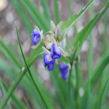 Semillas de flores silvestres nativas de Florida, Spiderwort de Ohio, Tradescantia ohiensis de tipo ecológico de Florida - SEMILLA - Ver 6