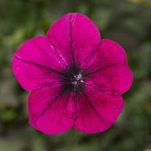 Semillas de Petunia Flashforward de US Spot, 100 Semillas Encapsuladas - 100 semillas - Ver 1