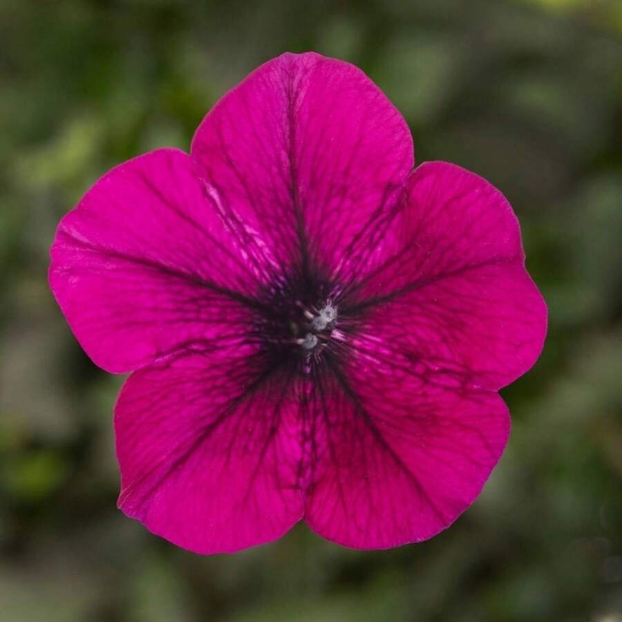 Semillas de Petunia Flashforward de US Spot, 100 Semillas Encapsuladas - 100 semillas - Ver 1