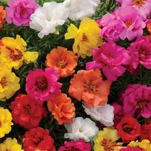 100 piezas de Portulaca Grandiflora, Musgo Radish, Eleven Point, Rosa Mexicana, Rosa Solar y Rosa de Roca seleccionadas al azar, resistentes al calor y a la sequedad. - SEMILLA - Ver 6