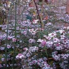 Outdoor Decor - SEED - View 3