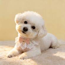 Adjustable Lace Pet Collar, Satin Bow & Pearl Pendant Style - Elegant Princess Design Cat/Dog Bib, Soft Ruffled Neck Accessory For Small Pets, Suitable For Photo Shoots, Outfits And Daily Wear - White - View 3