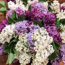 200+ Semillas de Flores Lila Mixtas para Plantar - Flores Fragantes, Plantas Perennes, Arbustos, Bonsáis - 200 - Ver 6