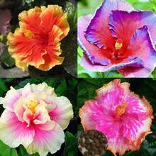 230 piezas de semillas de hibisco y flores de coral exóticas - 230 - Ver 3