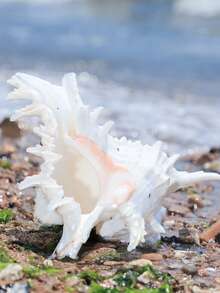 1 件天然海螺壳、蜗牛材料、菱形枕、水族箱装饰、鱼缸装饰，适用于家居装饰、卧室装饰和海洋主题装饰最佳礼物 - 彩色 - 查看 10