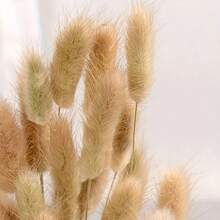 30~240支人造兔尾草，家居裝飾人造兔尾草莖，適用於波西米亞風花卉裝飾、DIY手工藝、居家廚房與婚禮裝飾、聖誕裝飾、感恩節裝飾、DIY花環裝飾 - 棕色兔尾草 - 查看 3