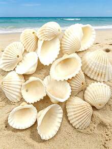 50/100/300pcs Mini Shell Beads Beach Spacer Beads Pendant Denim Shell Loose Beads Summer DIY Earrings Bracelet Necklace Jewelry Making Each Piece Has Different Color And Appearance - Shell - View 10