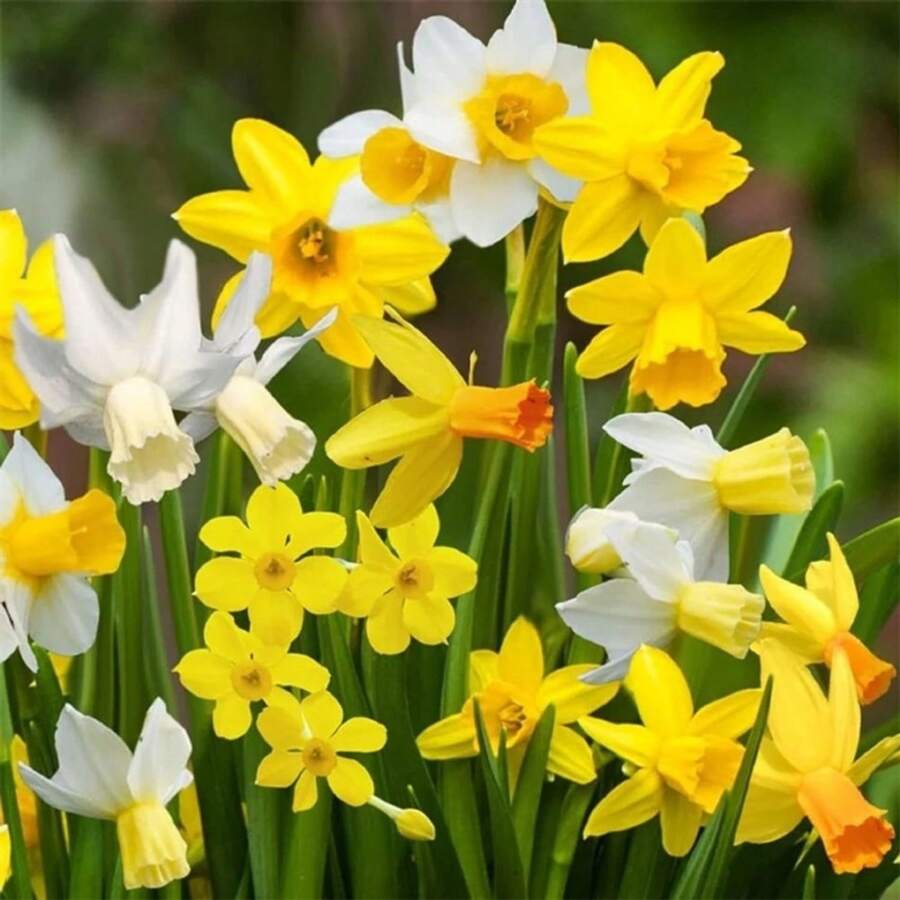 200 semillas de narcisos mixtos, incluyendo narcisos, narcisos de flor amarilla, lirios, etc., adecuados para jardines y jardines de rocas, con flores brillantes y coloridas, de rápido crecimiento y mantenimiento sencillo. - 200 - Ver 1