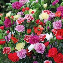 Outdoor Decor - 300PCS - View 4