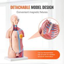 VEVOR Human Body Model, 23 Parts 18 Inch, Human Torso Anatomy Model Unisex Anatomical Skeleton Model With Removable Organs, Educational Teaching Tool For Students Science Learning Education Display - 23 Parts 18 Inch - View 4