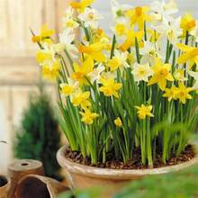 200 semillas de narcisos mixtos, incluyendo narcisos, narcisos de flor amarilla, lirios, etc., adecuados para jardines y jardines de rocas, con flores brillantes y coloridas, de rápido crecimiento y mantenimiento sencillo. - 200 - Ver 4