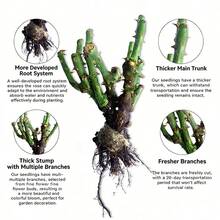 Live Climbing Rose Old Stump With Moist Root Ball, Vigorous Vining Bloomer, Trellis Garden Decor Plant, Fragrant Reblooming Perennial For Outdoor Fence - 1 Rose Bush - 查看 6