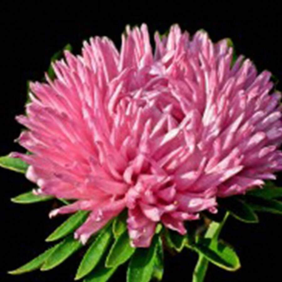 175 piezas de semillas de margarita de colores, adecuadas para plantas en macetas de interior y exterior, patios y jardines. - 175 - Ver 1