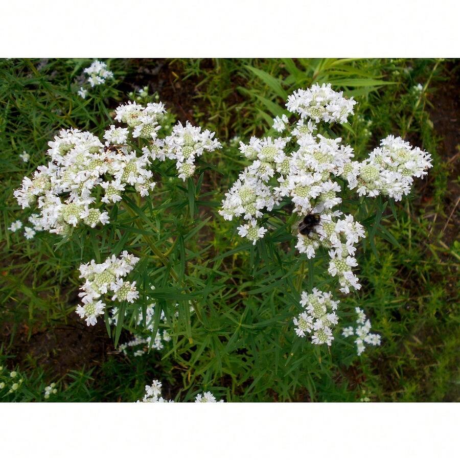 50 Semillas de Pycnanthemum Virginianum (Menta de Virginia) Flor Blanca - Variante 1 - Ver 1