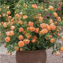 178 semillas de rosas, adecuadas para jardines domésticos y cultivo de flores. - 178 - Ver 4