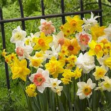 200 semillas de narcisos mixtos, incluyendo narcisos, narcisos de flor amarilla, lirios, etc., adecuados para jardines y jardines de rocas, con flores brillantes y coloridas, de rápido crecimiento y mantenimiento sencillo. - 200 - Ver 5