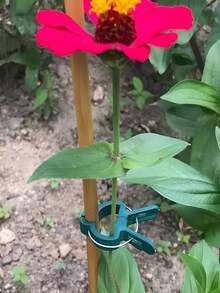 50个可调节植物支撑夹 - 番茄、藤蔓和花卉必备园艺工具 | 可重复使用耐用塑料夹,易于安装,确保植物全年健康生长,花园整洁 - 升級款 - 查看 3