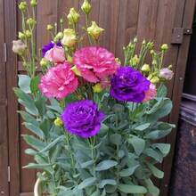 Outdoor Decor - A Seed Packet - View 4