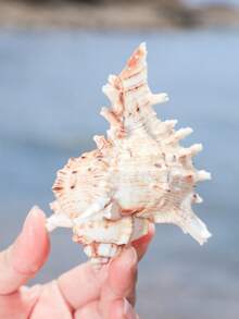 1 件天然海螺壳、蜗牛材料、菱形枕、水族箱装饰、鱼缸装饰，适用于家居装饰、卧室装饰和海洋主题装饰最佳礼物 - 彩色 - 查看 9