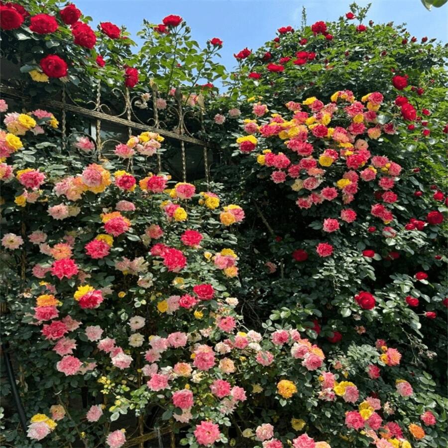 285 piezas de semillas de rosas trepadoras mixtas, adecuadas para plantar al aire libre, para plantas trepadoras decorativas, rosales trepadores, con un largo período de floración. - 285 piezas - Ver 1