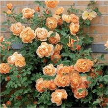 178 semillas de rosas, adecuadas para jardines domésticos y cultivo de flores. - 178 - Ver 3