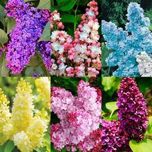 200+ Semillas de Flores Lila Mixtas para Plantar - Flores Fragantes, Plantas Perennes, Arbustos, Bonsáis - 200 - Ver 1