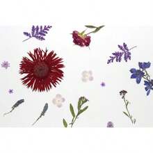 17 Types 30PCS Real Dried Pressed Flowers Bulk Dried Flower For Crafts Packed DIY Natural Dried Pressed Flowers For Resin Mold Scrapbooking DIY - Mixed 17 Types - View 7