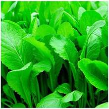 500 piezas de semillas de mostaza de hoja ancha de Florida, no modificadas genéticamente, semillas tradicionales de jardín de germinación rápida, fáciles de plantar - 500 - Ver 2