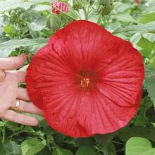 185 Semillas Mixtas de Hibisco Gigante para Plantar al Aire Libre - Flores de Hibisco Perennes, No Modificadas Genéticamente, para un Jardín Florescente en su Hogar - 185 - Ver 5