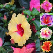 230 piezas de semillas de hibisco y flores de coral exóticas - 230 - Ver 4