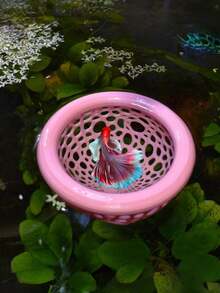 1. Nhà cá nổi, thích hợp cho cá Betta, cá Guppy và cá vàng. Với lối vào hình vòm, nó phù hợp với các bể cá nhỏ, bể trên cạn và ao. Tiết kiệm không gian, dễ vệ sinh và không cần điện. - A - Xem 5